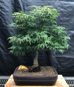 Dwarf Japanese Maple Bonsai Tree<br><i>(acer palmatum 'Ikandi')