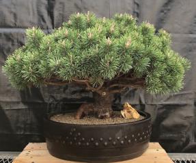 Mugo Pine Bonsai Tree<br><i>(pinus mugp 'valley cushion')</i>