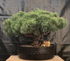 Mugo Pine Bonsai Tree<br><i>(pinus mugp 'valley cushion')</i>