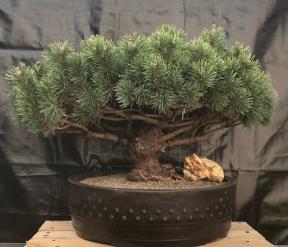 Mugo Pine Bonsai Tree<br><i>(pinus mugp 'valley cushion')</i>