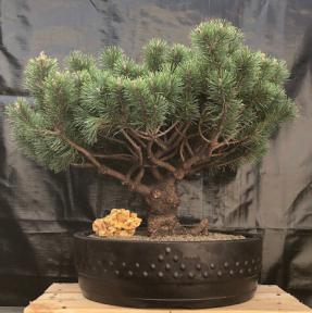 Mugo Pine Bonsai Tree<br><i>(pinus mugp 'valley cushion')</i>