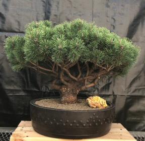 Mugo Pine Bonsai Tree<br><i>(pinus mugp 'valley cushion')</i>