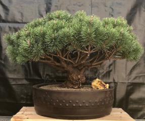 Mugo Pine Bonsai Tree<br><i>(pinus mugp 'valley cushion')</i>