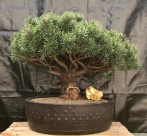 Mugo Pine Bonsai Tree<br><i>(pinus mugp 'valley cushion')</i>