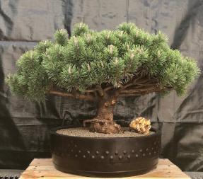 Mugo Pine Bonsai Tree<br><i>(pinus mugp 'valley cushion')</i>