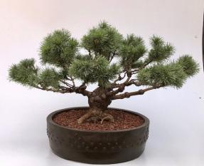 Mugo Pine Bonsai Tree<br><i>(pinus mugp 'valley cushion')</i>