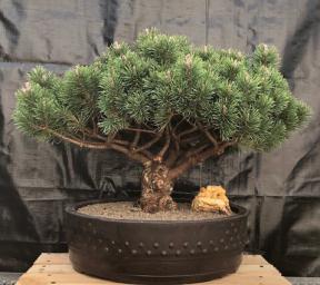 Mugo Pine Bonsai Tree<br><i>(pinus mugp 'valley cushion')</i>