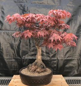 Japanese Red Maple Bonsai Tree<br><i>(acer palmatum 'Rhode Island Red)</i>