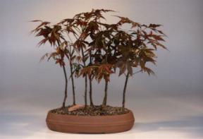 Japanese Red Maple Bonsai Tree<br>(acer palmatum 'atropurpurea')