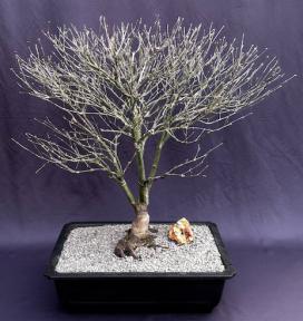 Japanese Red Maple Bonsai Tree<br><i>(acer palmatum 'Rhode Island Red)</i>