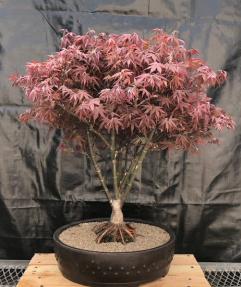 Japanese Red Maple Bonsai Tree<br><i>(acer palmatum 'Rhode Island Red)</i>