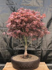 Japanese Red Maple Bonsai Tree<br><i>(acer palmatum 'Rhode Island Red)</i>