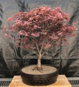 Japanese Red Maple Bonsai Tree<br><i>(acer palmatum 'Rhode Island Red)</i>