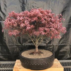 Japanese Red Maple Bonsai Tree<br><i>(acer palmatum 'Rhode Island Red)</i>