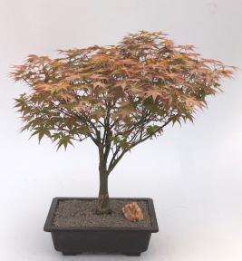 Japanese Red Maple Bonsai Tree<br><i>(acer palmatum 'Rhode Island Red)</i>