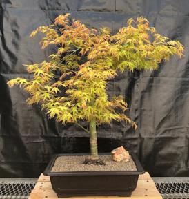 Dwarf Japanese Maple Bonsai Tree<br>(Acer Palmatum Katsura Hime)