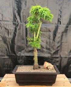 Japanese Green Maple Bonsai Tree <br><i>(acer palmatum 'Mikawa Yatsubusa')</i>