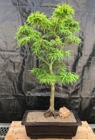 Japanese Green Maple Bonsai Tree <br><i>(acer palmatum 'Mikawa Yatsubusa')</i>