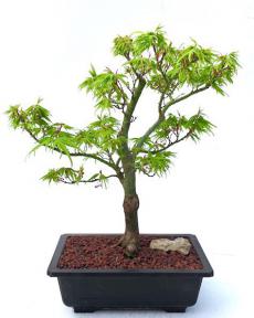 Japanese Green Maple Bonsai Tree <br><i>(acer palmatum 'Mikawa Yatsubusa')</i>
