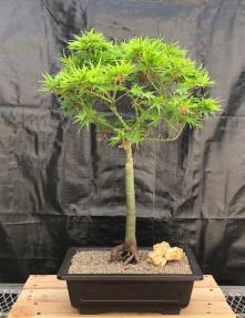 Japanese Green Maple Bonsai Tree <br><i>(acer palmatum 'Mikawa Yatsubusa')</i>