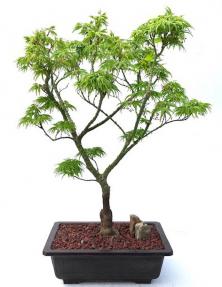 Japanese Green Maple Bonsai Tree <br><i>(acer palmatum 'Mikawa Yatsubusa')</i>