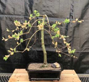 Flowering Weeping Pussy Willow Bonsai Tree<br><i>(salix caprea 'pendula')</i>