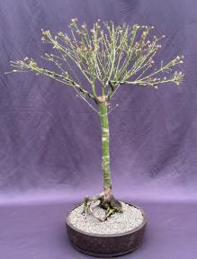 Butterfly Japanese Maple Bonsai Tree<br><i>(Acer palmatum Butterfly)