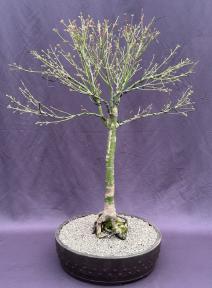 Butterfly Japanese Maple Bonsai Tree<br><i>(Acer palmatum Butterfly)