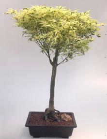 Butterfly Japanese Maple Bonsai Tree<br><i>(Acer palmatum ‘Butterfly’)
