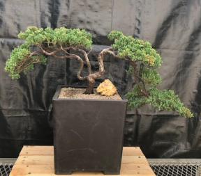 Juniper Bonsai Tree - Trained <br><i>(juniper procumbens nana)</i>