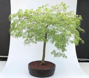 Green Dragon Japanese Maple Bonsai Tree<br>(Acer palmatum var. dissectum 'Seiryu')