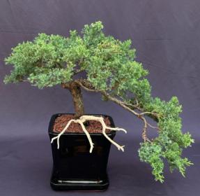 Juniper Bonsai Tree - Cascade Trained in Jin Style<br><i>(juniper procumbens nana)</i>