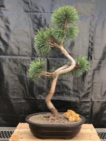 Mugo Pine Bonsai Tree<b>Curved Trunk Sty<br><i>(pinus mugo 'valley cushion')</i>