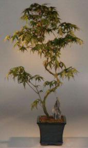 Japanese Maple Bonsai Tree<br>(acer palmatum)