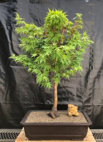 Coral Bark Japanese Maple Bonsai Tree<br>(Acer palmatum 'Sango-kaku')