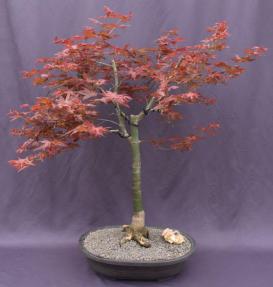 Japanese Red Maple Bonsai Tree<br>(Acer Palmautm Shin-Deshojo)