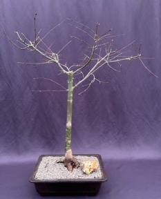 Japanese Red Maple Bonsai Tree<br>(Acer Palmautm Shin-Deshojo)