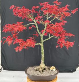 Japanese Red Maple Bonsai Tree<br>(Acer Palmautm Shin-Deshojo)