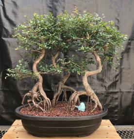 Chinese Elm Bonsai Tree <br>Curved trunk & Exposed Roots <br>Three (3) Tree Forest Group <br><i>(ulmus parvifolia)</i>