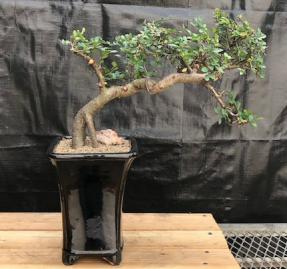 Chinese Elm Bonsai Tree - Semi Cascade Style<br><i>(ulmus parvifolia)</i>9