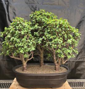 Baby Jade Bonsai Tree<br>Three(3) Forest Group<br>(portulacaria afra)</i>