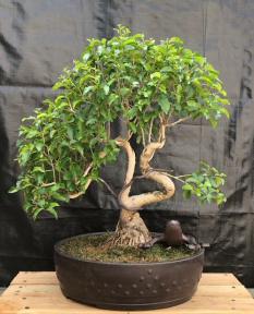 Flowering Ligustrum Bonsai Tree<br>Curved Trunk Style<br>(ligustrum lucidum)</i>