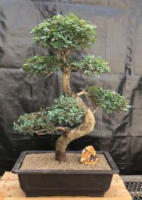 Chinese Elm Bonsai Tree <br>Curved Trunk & Tiered Branching Style<br><i>(ulmus parvifolia)</i>