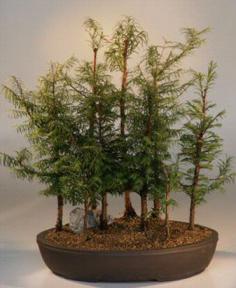 Dawn Redwood 9 Tree Forest Group <br><i>(metasequoia glyptostrobides)</i>