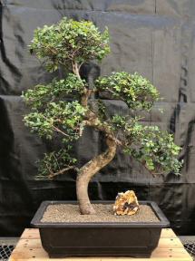 Chinese Elm Bonsai Tree <br>Curved Trunk & Tiered Branching Style<br><i>(ulmus parvifolia)</i>