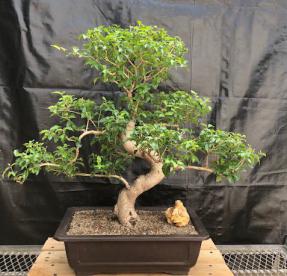 Flowering Ligustrum Bonsai Tree<br>Curved Trunk & Tiered Branching Style<br><i>(ligustrum lucidum)</i>