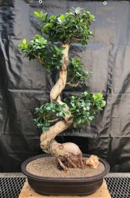 Fruiting Green Emerald Ficus Bonsai Tree<br><i>(ficus microcarpa)</i>