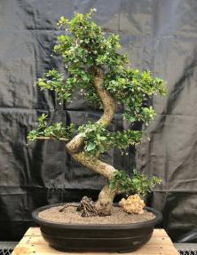 Flowering Fukien Tea Bonsai Tree<br>Curved Trunk & Tiered Branching<br><i>(ehretia microphylla)</i>