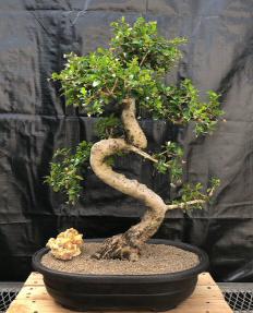 Flowering Fukien Tea Bonsai Tree<br>Curved Trunk & Tiered Branching<br><i>(ehretia microphylla)</i>