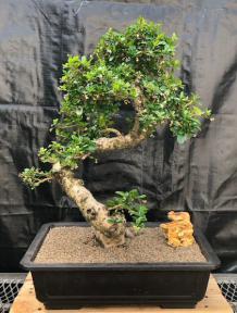 Flowering Fukien Tea Bonsai Tree<br>Curved Trunk & Tiered Branching<br><i>(ehretia microphylla)</i>